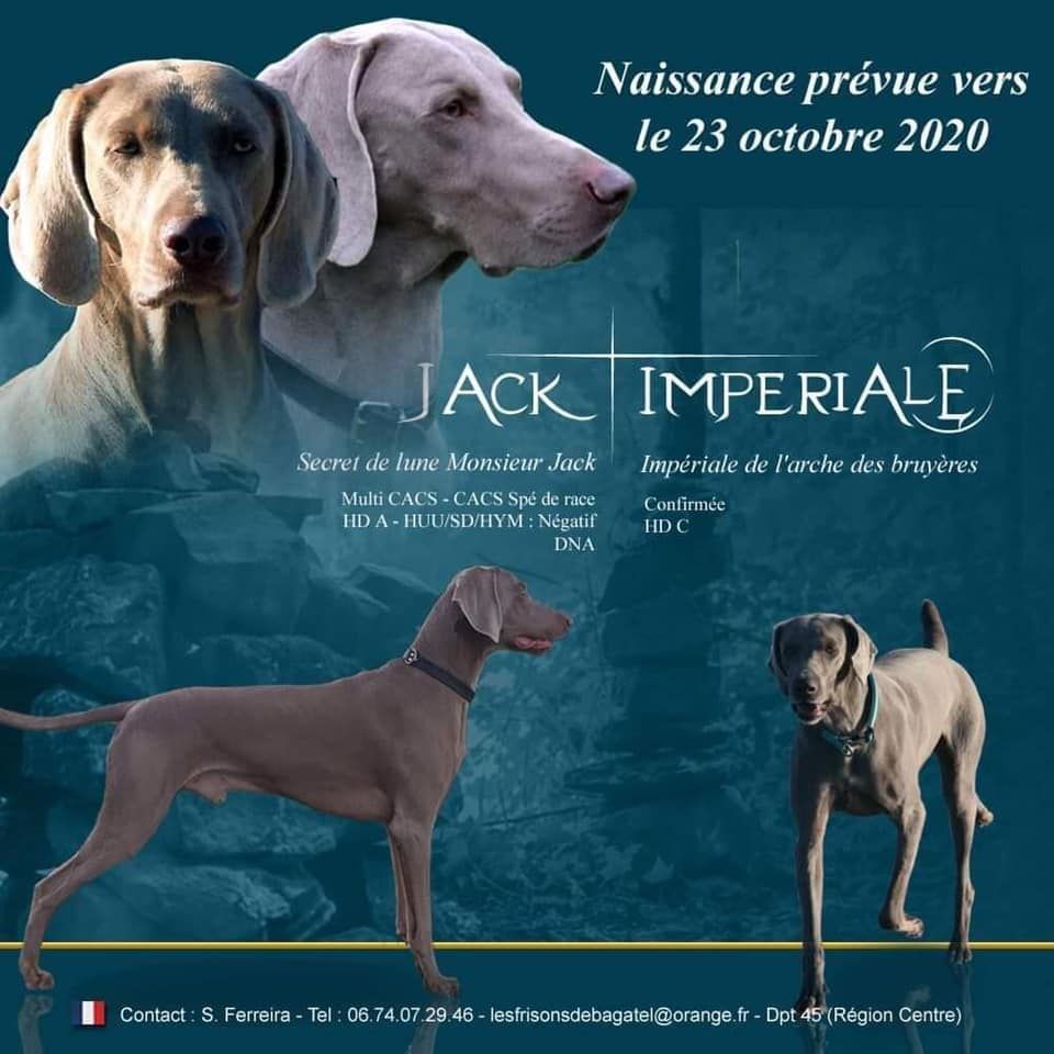 portée de imperiale et secret de lune monsieur jack en 2020,6 femelles