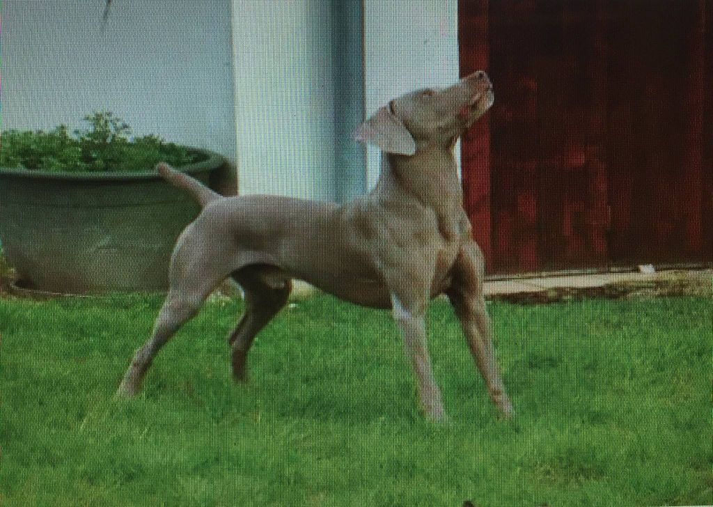 portée de imperiale et api en 2015/ 9 chiots,4 males et 5 femelles