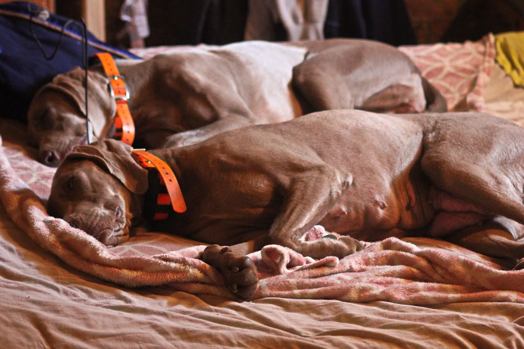 divers photos des chiens