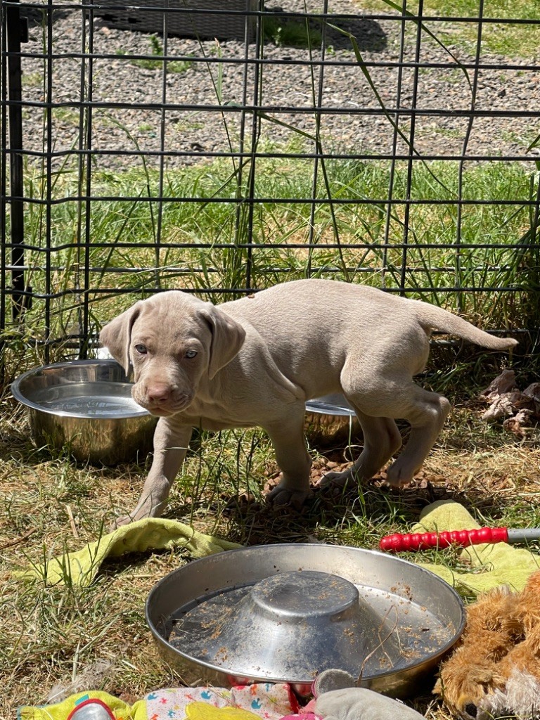 Des Frisons De Bagatel - Chiots disponibles - Braque de Weimar