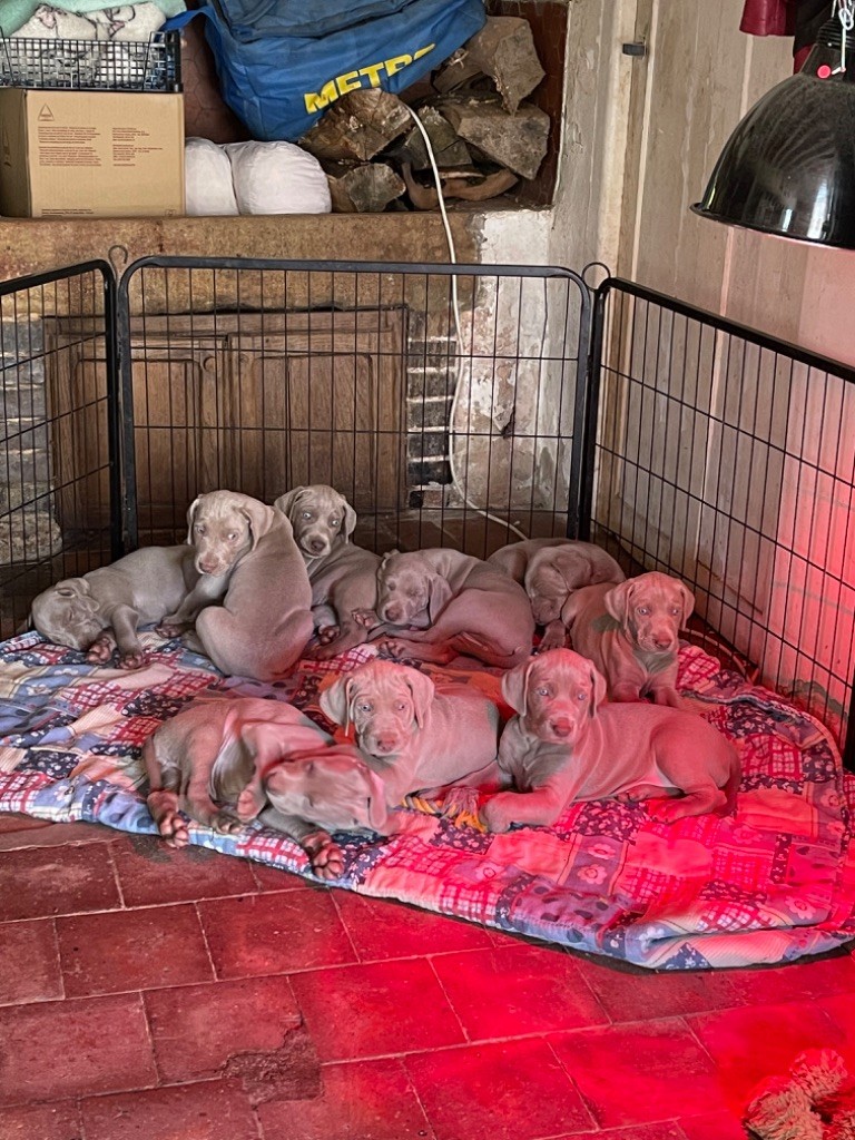 Des Frisons De Bagatel - Chiots disponibles - Braque de Weimar